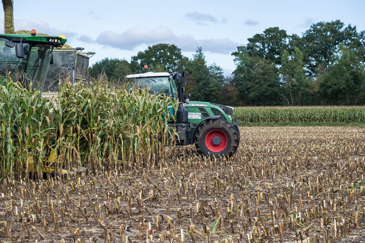 Bild 158 - Maisernte